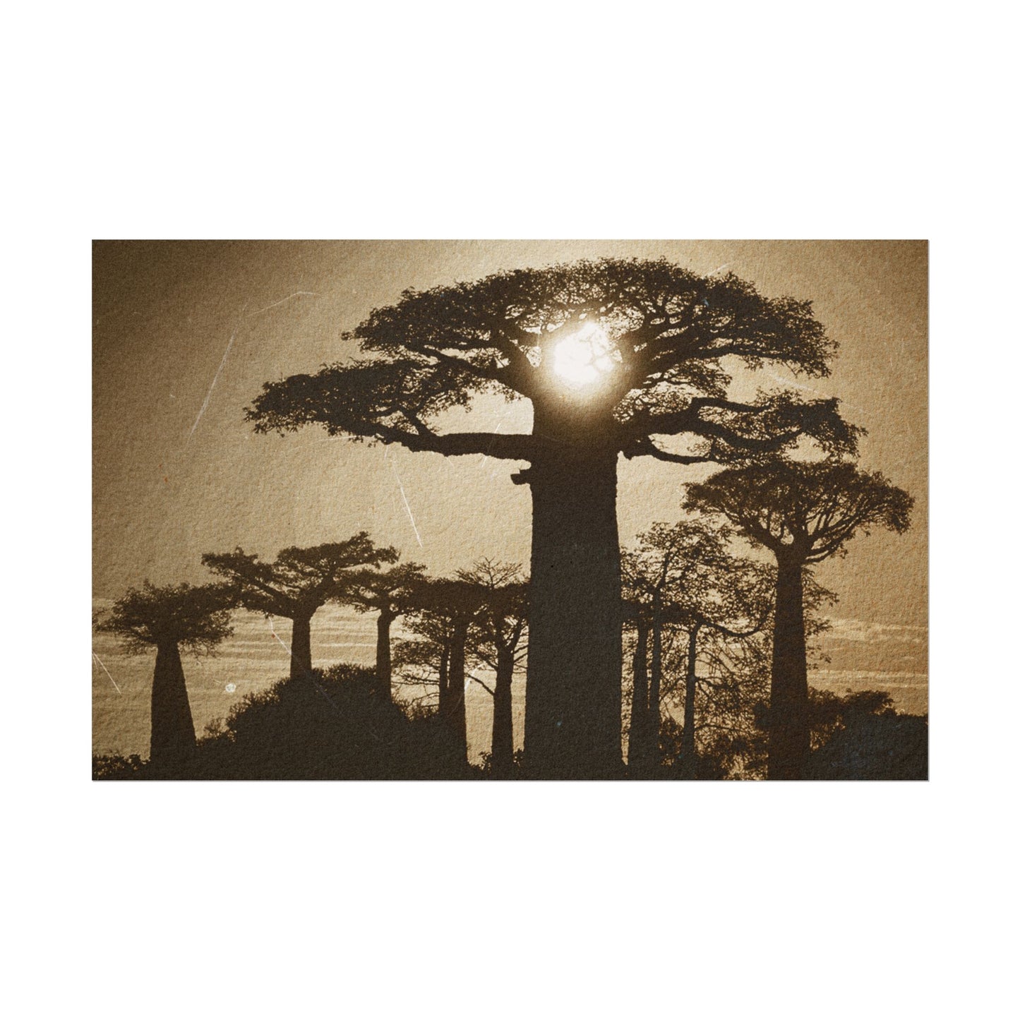 Vintage Baobab Tree Rolled Poster - Nature Wall Art - Perfect for Home Decor