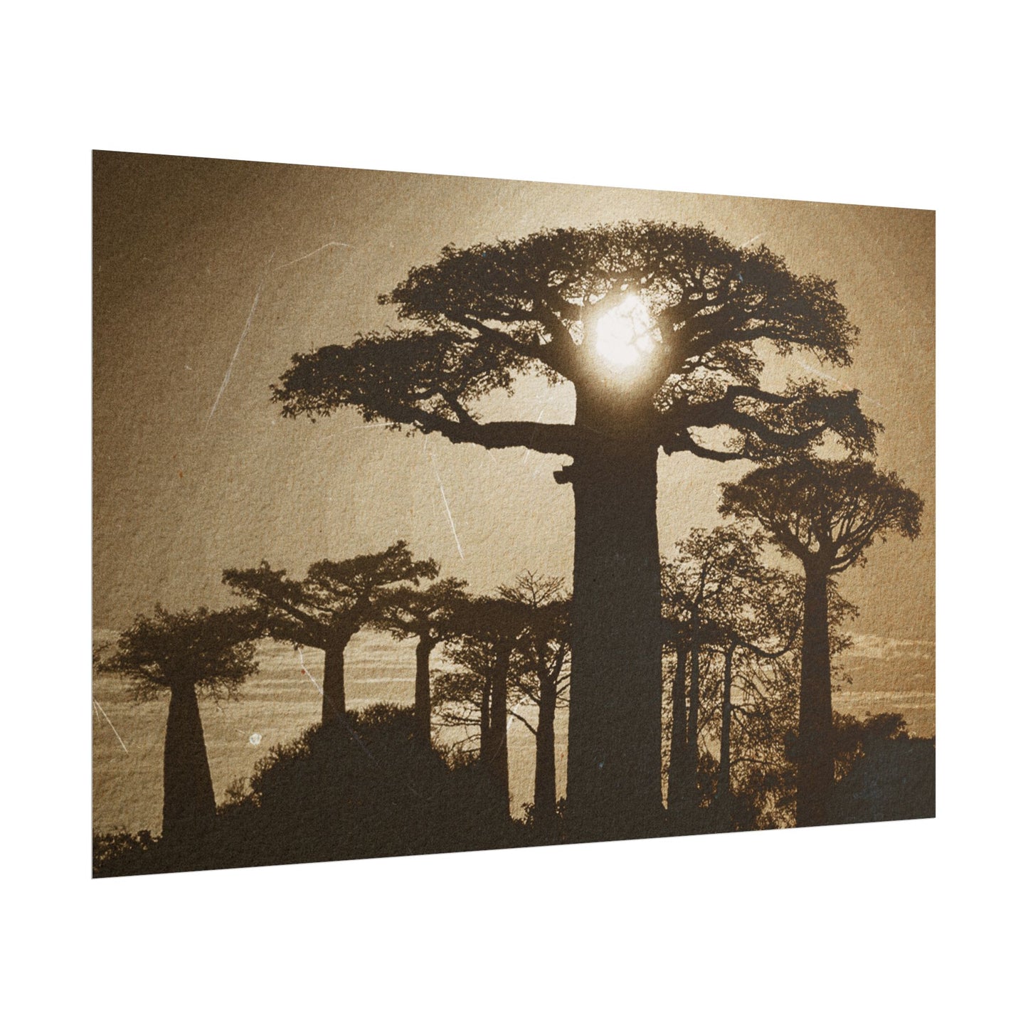 Vintage Baobab Tree Rolled Poster - Nature Wall Art - Perfect for Home Decor