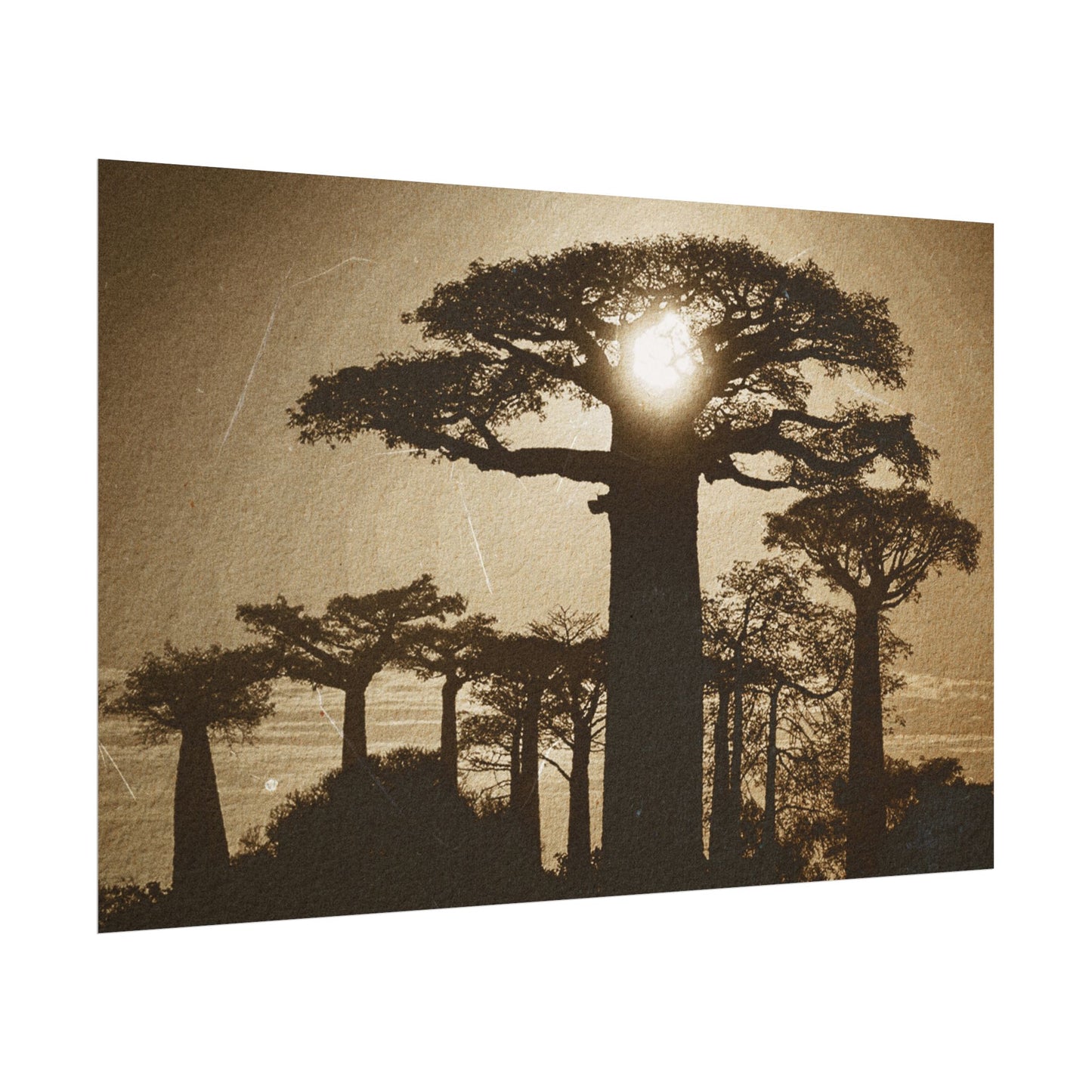 Vintage Baobab Tree Rolled Poster - Nature Wall Art - Perfect for Home Decor