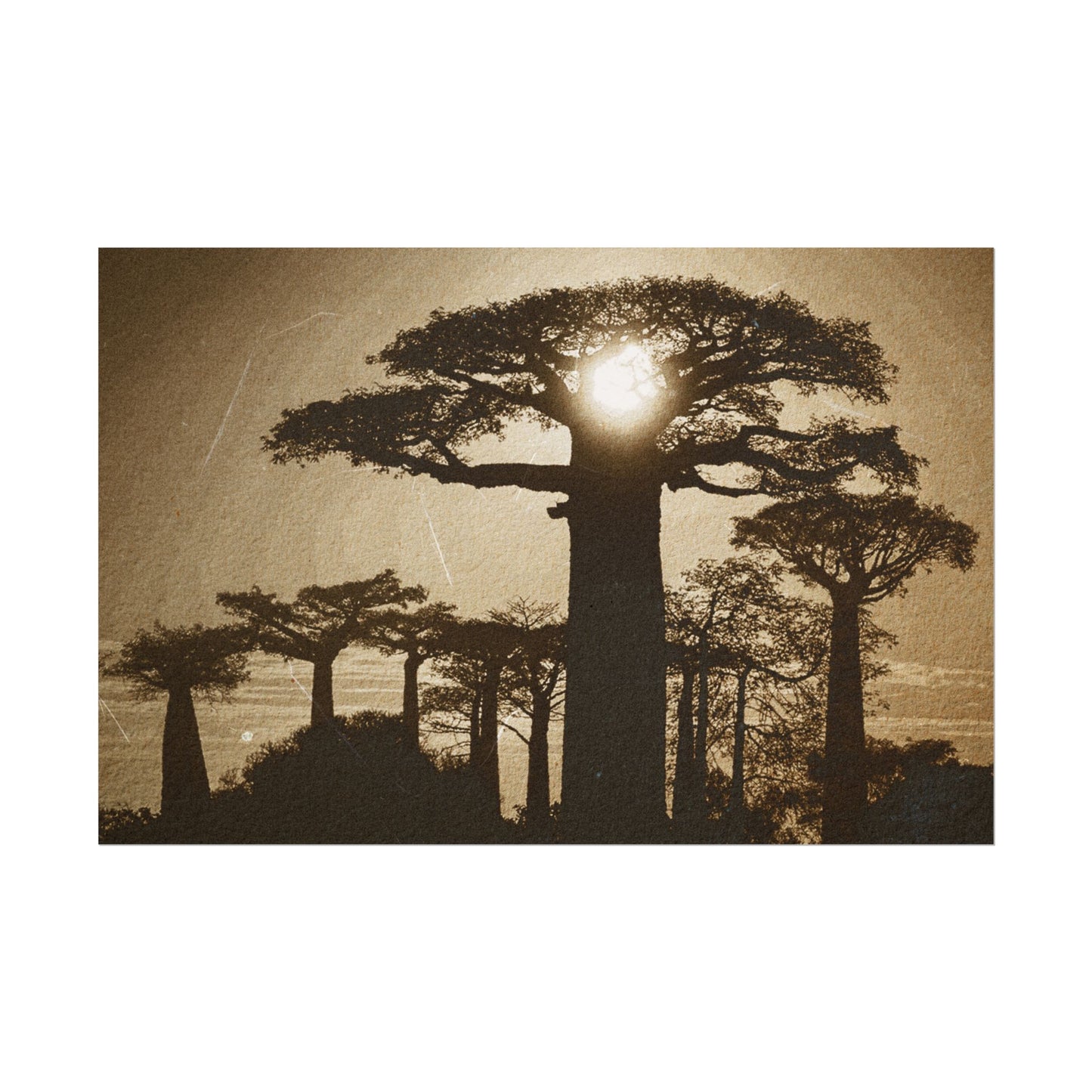 Vintage Baobab Tree Rolled Poster - Nature Wall Art - Perfect for Home Decor