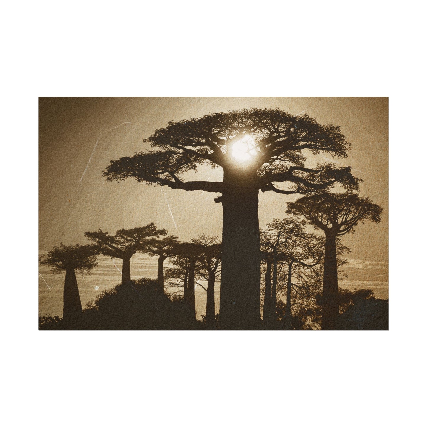 Vintage Baobab Tree Rolled Poster - Nature Wall Art - Perfect for Home Decor