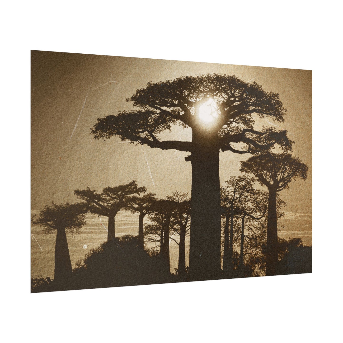 Vintage Baobab Tree Rolled Poster - Nature Wall Art - Perfect for Home Decor