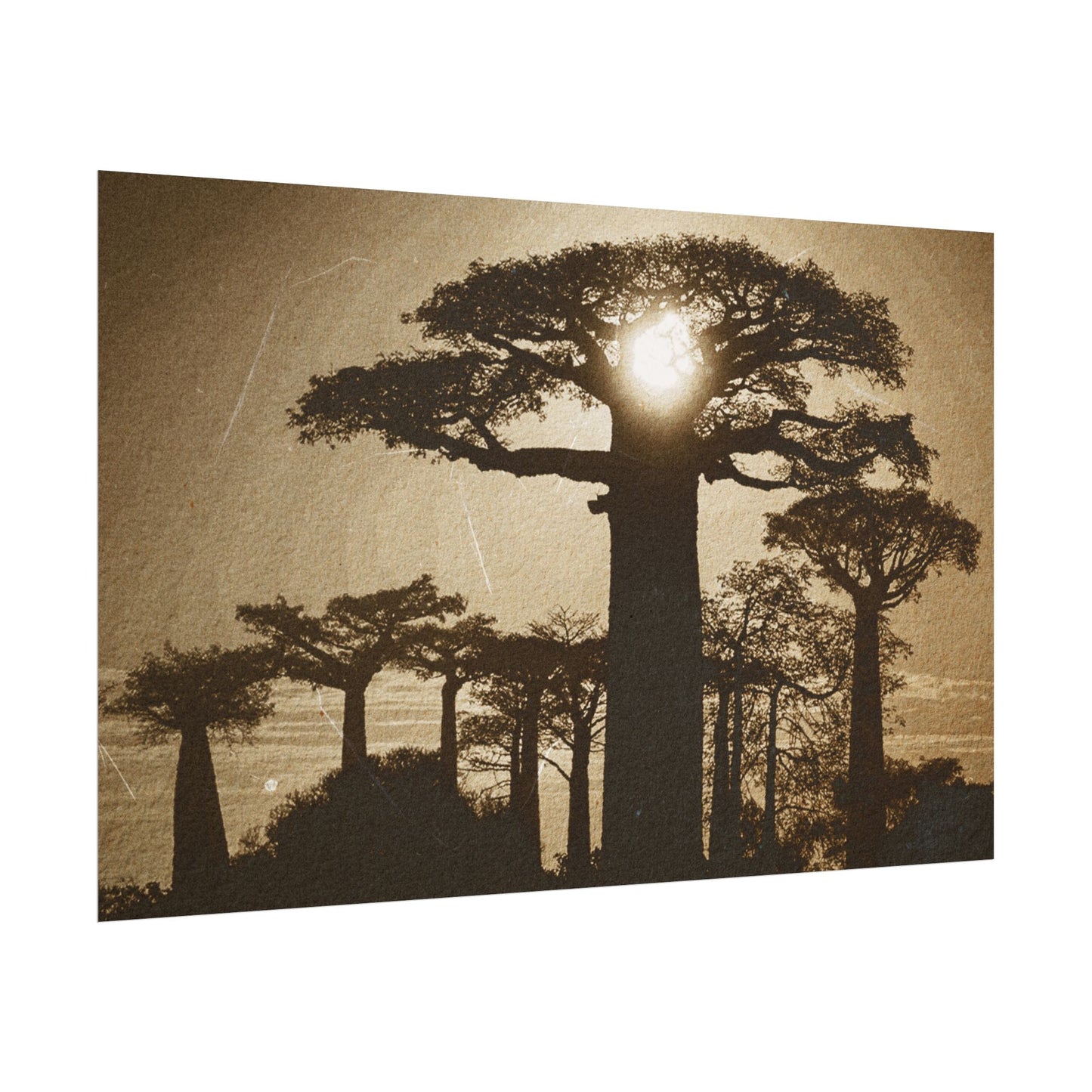 Vintage Baobab Tree Rolled Poster - Nature Wall Art - Perfect for Home Decor